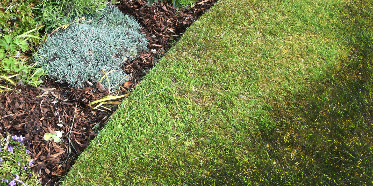 A clean edge separating the lawn and garden beds