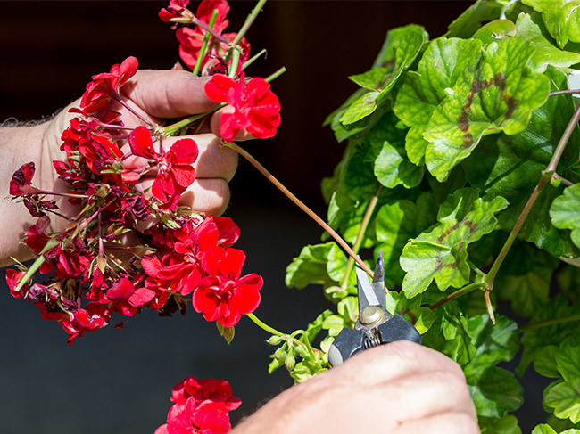 A closeup of garden secateurs being used to prune red geraniums that have recently bloomed. 