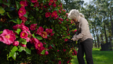 R18XSEC20_VIDEO_FINAL 16x9 T-006859 18V Secateurs_V02-1.mp4