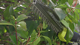 T-6877669460 R18XPHTA0 18V ONE_ HP EZ Reach BRUSHLESS Hedge trimmer 16x9 v3.mp4