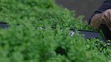 R18XHTR12_VIDEO_FINAL 16x9 T-003558  ONE+ HP Hedge Trimmer V3.mp4