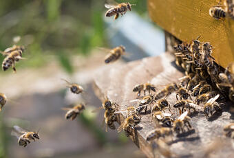 Bees flying out of beehive