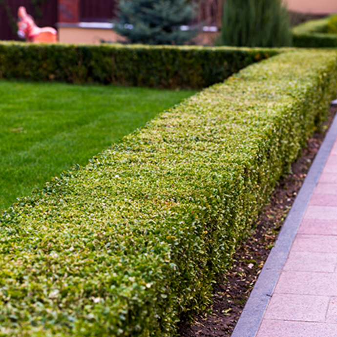 Well maintained box hedge with lawn and clean path