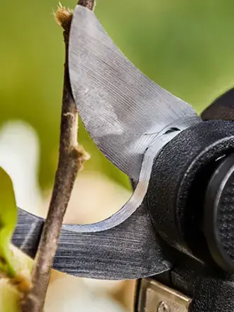 Close up of RYOBI secateurs cutting a small twig